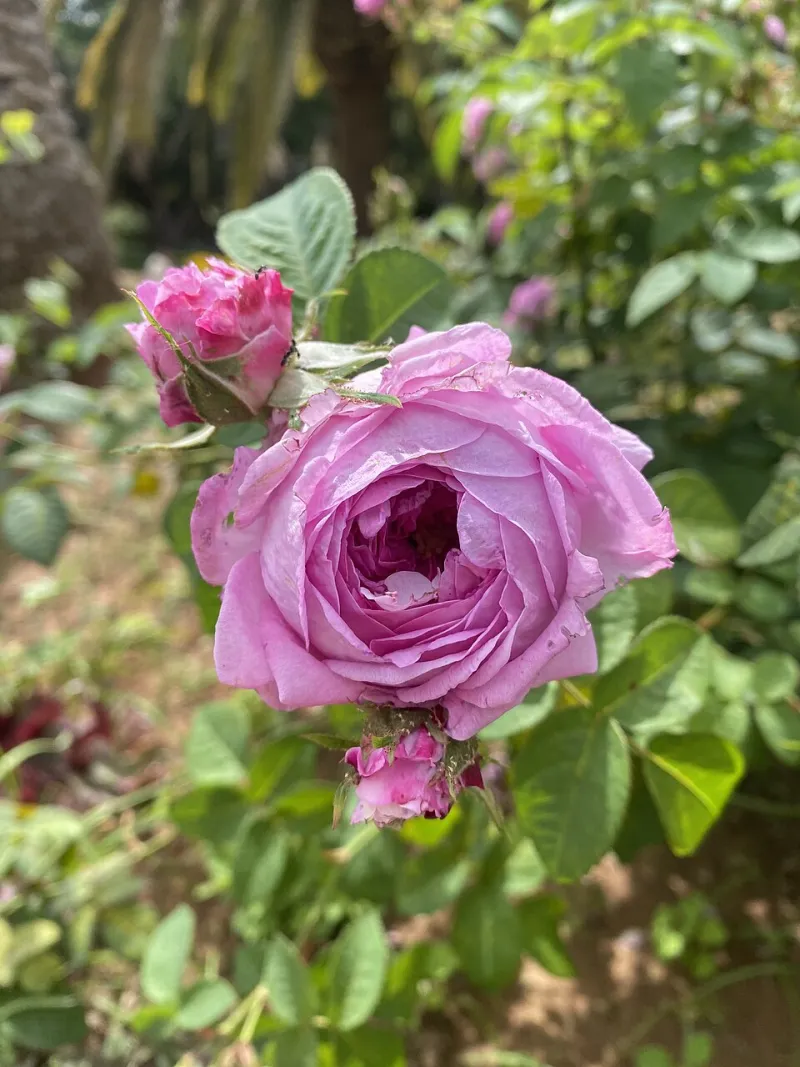 Petals and Prestige: The Triumphant Return of Rose Water to the American Fine Dessert Table